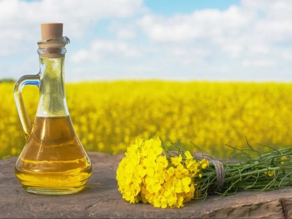 Рапсовое масло. Ваш доступный источник полезных жиров